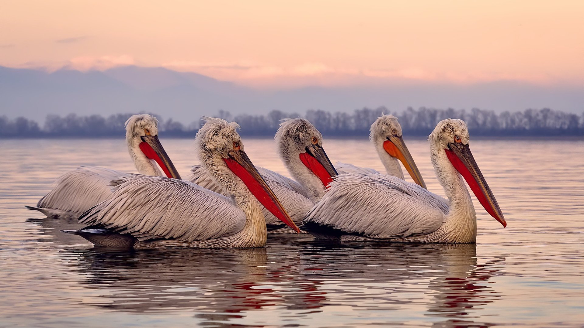 东契奇关键时刻站出来，雄鹿血拼鹈鹕，双线战场的意志较量