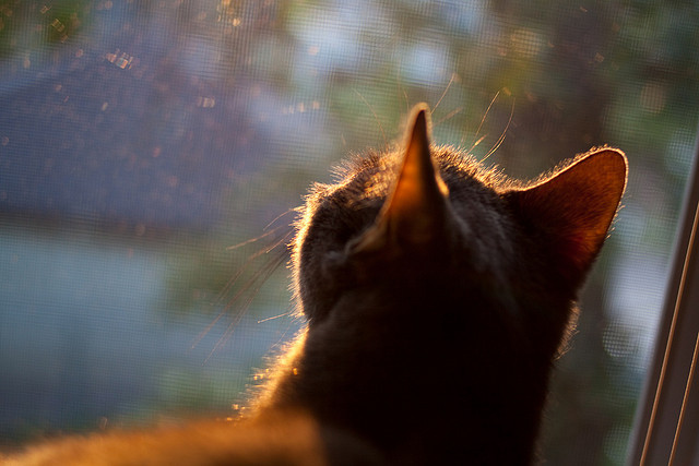 赛道与球场，黄蜂如何以F1战术思维完胜北京队