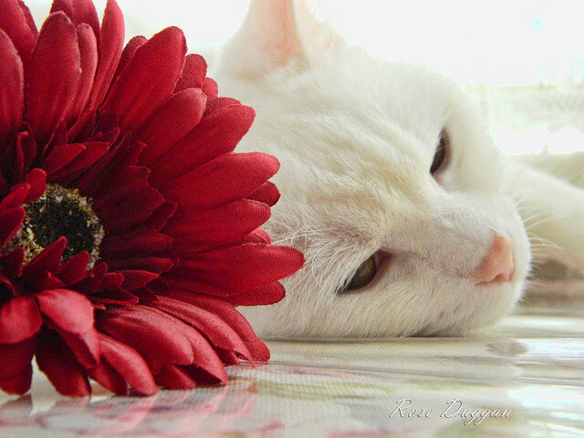 当F1轮胎摩擦的硝烟散去，莫德里奇用手术刀般的传球刺穿了防线